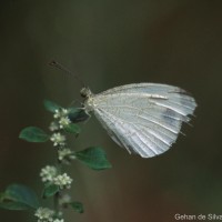 Leptosia nina Fabricius, 1793